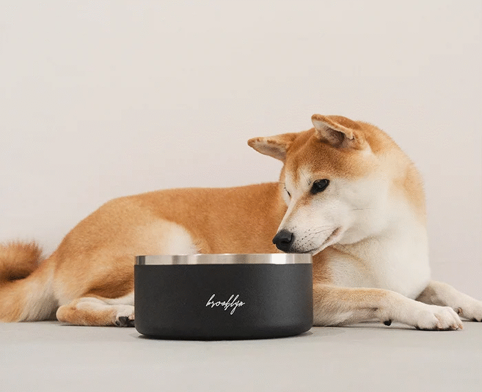 Smarter Pet Care: How Feeding Habits Are Changing for Dogs