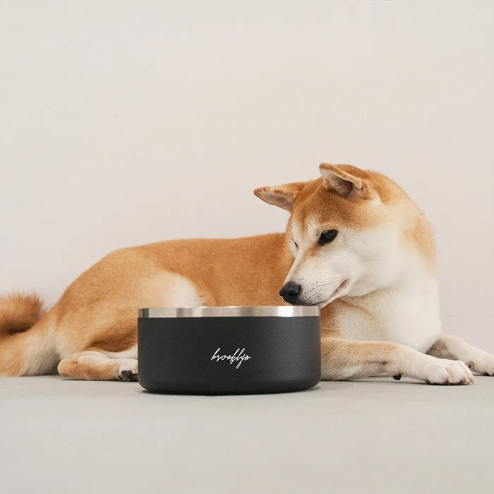 Smarter Pet Care: How Feeding Habits Are Changing for Dogs